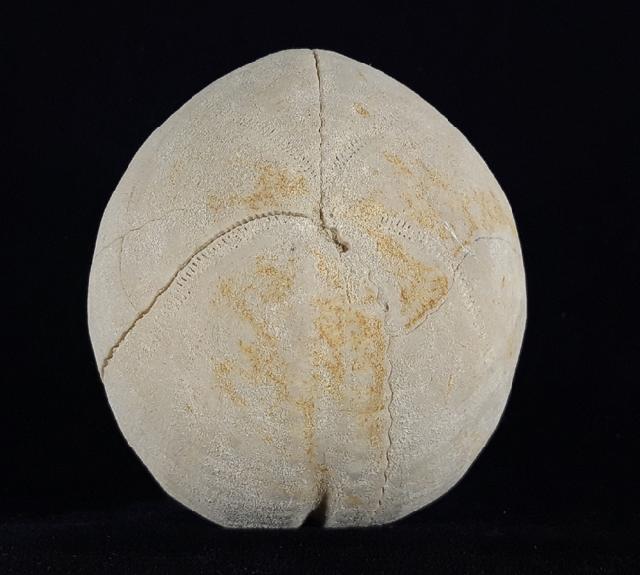 Hemipneustes striatoradiatus (LESKE 1778) - Bild © FossNet FossilienStore